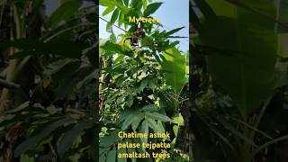 Amar ropan kara chatim ashok palash 5 trees [upl. by Portingale]