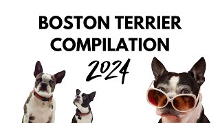 Boston Terrier Compilation 2024 Funny and Quirky Moments [upl. by Bechler389]