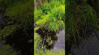 Green Swamp borneo [upl. by Ellenad]