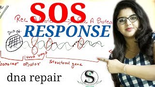 SOS response and DNA repair in Hindi [upl. by Akoek]