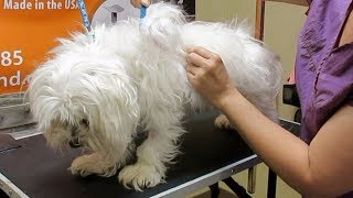 How to Groom A Matted Maltese [upl. by Delastre596]