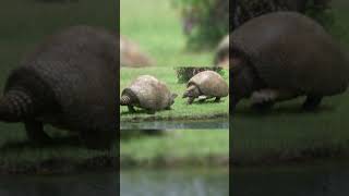 The Glyptodon The Prehistoric Armadillo The Size Of A Car history darkhistory creature [upl. by Baten426]