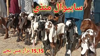 Sahiwal Mandi Update chhote bacche sirf 1212 hazar mein BAHAWAL SHER Bakra TV [upl. by Tallu547]