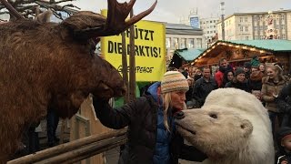 Eisbär von Greenpeace wirbt für Schutz der Arktis  Kassel [upl. by Kevina]