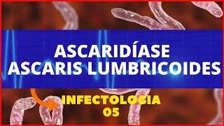 ASCARIDÍASE  ASCARIS LUMBRICOIDES LOMBRIGA  PARASITOLOGIA INFECTOLOGIA [upl. by Amuh]