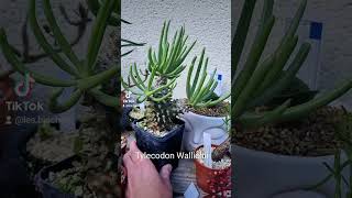 Tylecodon Wallichii bizarreplants desertplants southafrica plants caudex rareplants [upl. by Arrotal111]