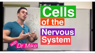 Cells of the Nervous System Neurons and Glia [upl. by Eerok]