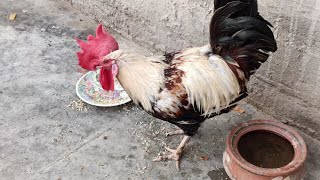 Crazy Rooster Crowing Sounds  Happy Rooster Eating and Drinking  Best Rooster Playing🐓🤣 [upl. by Allebasi177]