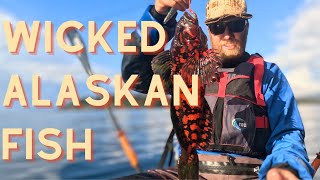 Kayak Fishing in Alaskas Famous Kachemak Bay [upl. by Eustacia]