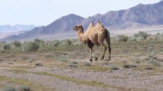 Wild Bactrian Camel Mongolia [upl. by Merrie985]