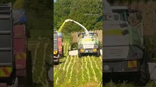 Maize silage [upl. by Di]