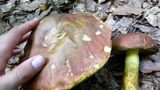 Smeđa kraljevka  Boletus appendiculatus [upl. by Acinoryt]