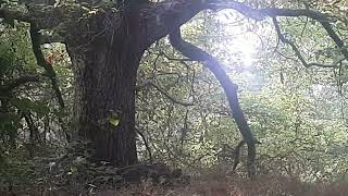 sierra de segura jaen nacimiento de una fuente san Blas [upl. by Damales]