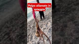 Polpo allamato in spiaggia [upl. by Walli]