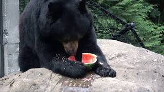 Animals enjoying watermelons [upl. by Nic]