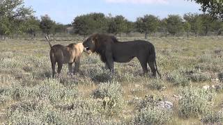 2013 AFRIKA1  Namibia NP Etosha Lion’s mating [upl. by Amsaj]