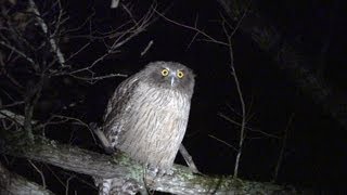 北海道のシマフクロウ Blakistons fish owl shot on SONY NEX FS700 [upl. by Ofilia]