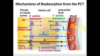 4 Process amp Regulation of Tubular Reabsorption amp Secretion [upl. by Evin410]