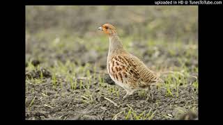 Vogelbestimmung Rebhuhn Perdix perdix [upl. by Ddarb]