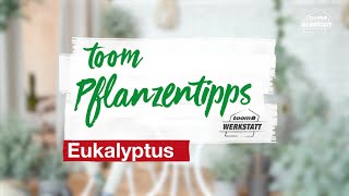 toom Pflanzentipps Eukalyptus  toom Baumarkt [upl. by Marci]