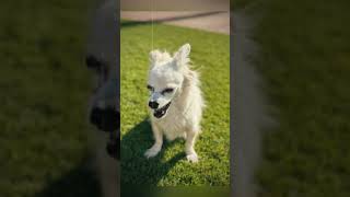 Aspen edit trending cutedog edit cute dog [upl. by Zigmund106]