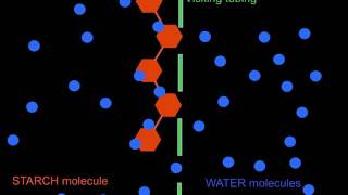 Visking tubing experiment Starch and Glucose [upl. by Arnelle]