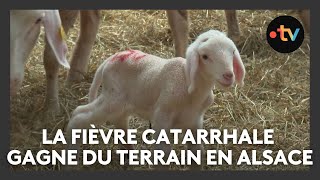 La fièvre catarrhale ovine gagne du terrain en Alsace [upl. by Adnuhsat]