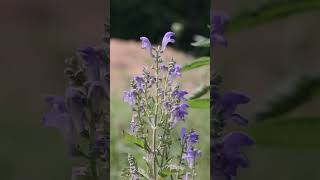 Scutellaria incana Downy Skullcap  Purple Perennial [upl. by Ankeny]