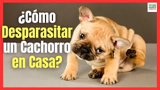 ¿COMO DESPARASITAR UN PERRO CACHORRO EN CASA [upl. by Forelli425]