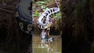 Giant python VS Crocodile animals [upl. by Florian]