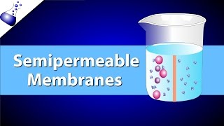 The Semipermeable Membrane [upl. by The]