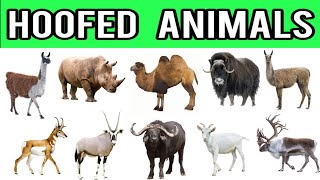 Hoofed Animals  Hoofed animals name for children  Hoofed animals name in English  Animals list [upl. by Anneyehc]