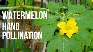 How to pollinate watermelon flower without bees [upl. by Ratna62]