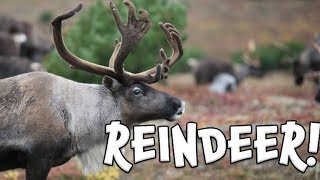 Reindeer Learn facts about Reindeer [upl. by Leahicm494]