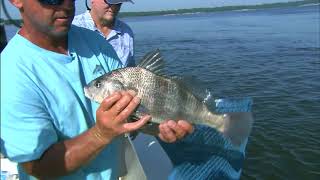 How To Catch Summer Black Drum [upl. by Llert]