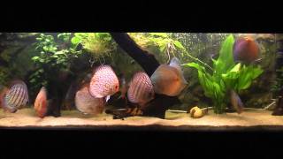 Discus 350L Aquarium 350L 1080p [upl. by Ardnuasak]