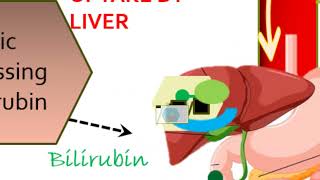 red blood cells bilirubin normal range Metabolism subscribers kaise badhaye [upl. by Petrine632]