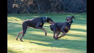 Funny Doberman Playing Compilation [upl. by Nytsirc3]