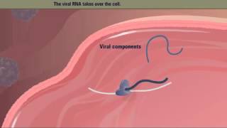 Polio Virus Life Cycle HD Animation [upl. by Woo]