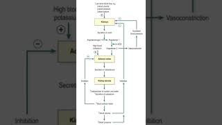 reninangiotensinaldosterone system flow chart neetmedicalRAASneetexampharmacyytshorts [upl. by Kcirdla]