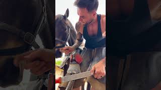 Farrier amp horse friendship equestrian oddlysatisfying horse fypシ farrierlife [upl. by Hengel]