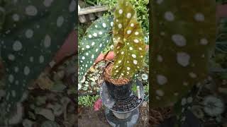 Ready Begonia polkadot maculata cek link httpstokopedialinkgemilangflower [upl. by Ahsinnod]