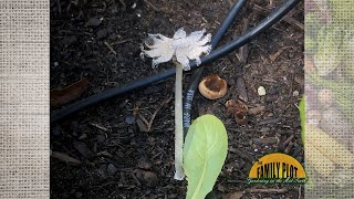 How did I get mushrooms growing in my raised bed garden [upl. by Ariaet]