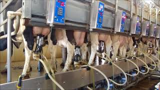 Milking Process In A Parallel Parlor  Level Acres Dairy [upl. by Ever712]