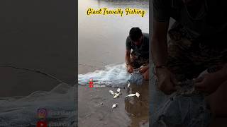 Giant Trevally Fishing 🐠🐟 fishing gainttrevally fishinglife fishinglovers fishingvideos [upl. by Ayekal]