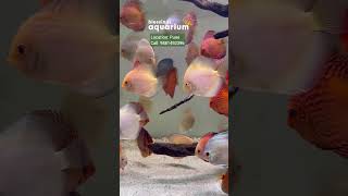 Imported Discus Fish Stock Available at Blessings Aquarium  Discus Fish for Sale discusfish [upl. by Lalaj]