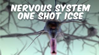 Nervous System  One Shot  Sense Organs  Class 10 ICSE [upl. by Howard]