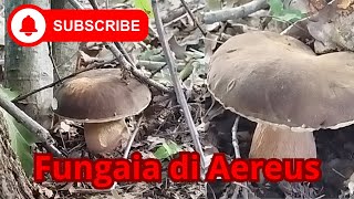 Fantastica fungaia nella Quercia con molti ritrovamenti🍄‍🟫 [upl. by Loutitia]