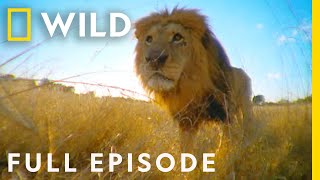 Betrayal in the Animal Kingdom Full Episode  Animal Fight Night [upl. by Elohc]