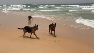 Les plus grands berger du Senegal [upl. by Carmina]